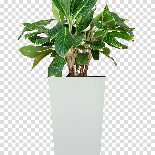 Leaf Ornamental plant Chinese evergreen Houseplant Tree, Leaf transparent background PNG clipart
