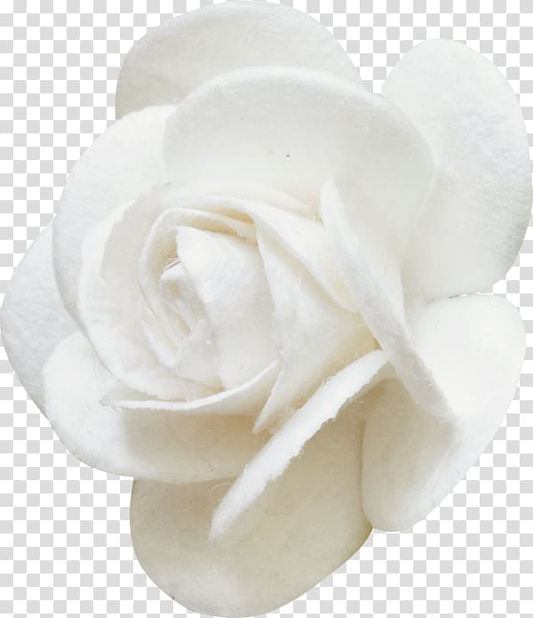 Garden roses Cut flowers Rosa brunonii White, rose transparent background PNG clipart
