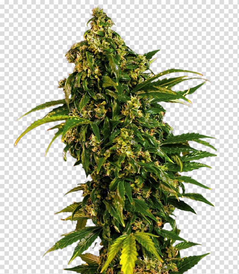 Marijuana Cannabis sativa Skunk Seed Feminized cannabis, cannabis transparent background PNG clipart