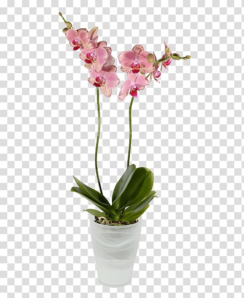 Moth orchids Dendrobium Cut flowers, flower transparent background PNG clipart