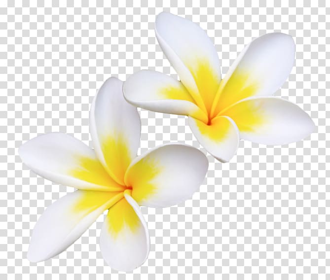 two white-and-yellow petaled flowers, Flowering plant Petal Yellow Desktop , frangipani transparent background PNG clipart