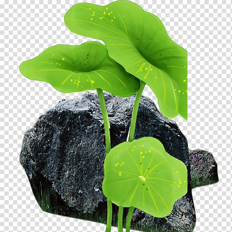 Leaf Flowerpot Annual plant, Rock lotus leaf transparent background PNG clipart