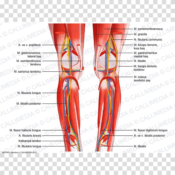 Knee Human leg Blood vessel Muscle Human body, blood transparent background PNG clipart