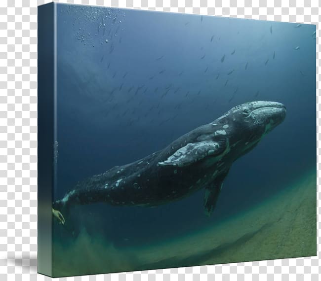 Wholphin Cetacea Water Marine biology Dolphin, water transparent background PNG clipart