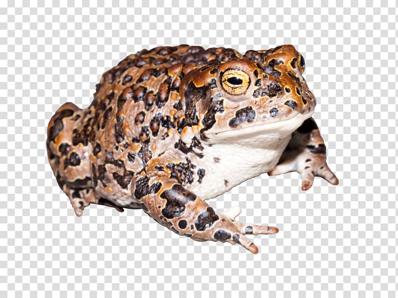 Amphibian Yosemite National Park Yosemite toad Frog Kings Canyon National Park, toad transparent background PNG clipart
