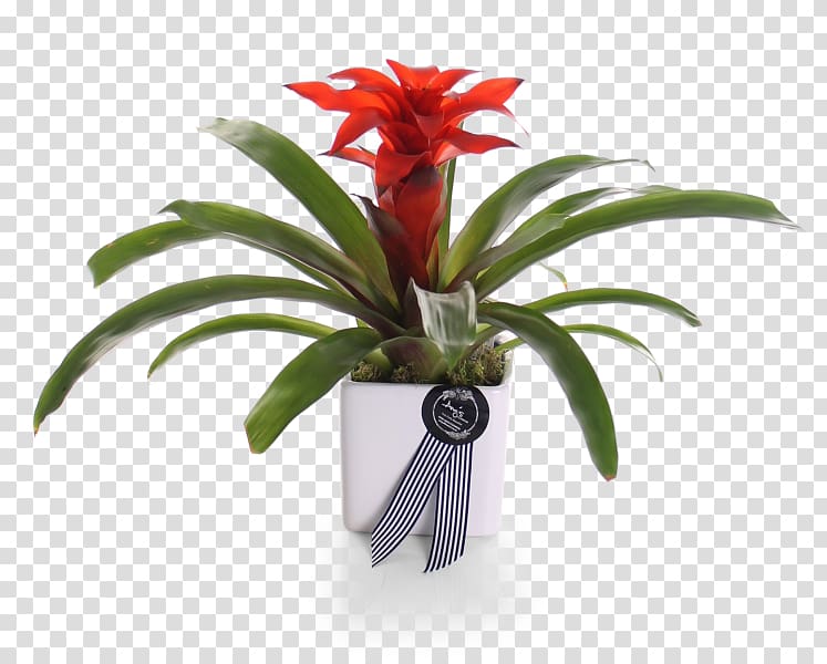 Cut flowers Flowerpot Better Homes and Gardens Houseplant Cottage, others transparent background PNG clipart