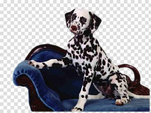 Dalmatian dog Puppy The Hundred and One Dalmatians Cat Perros y perritos, Yq transparent background PNG clipart