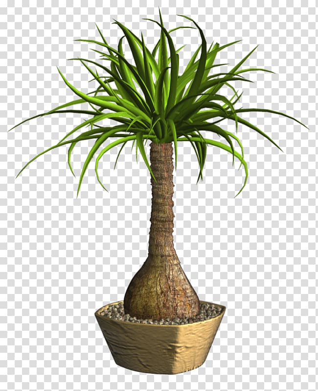 Arecaceae Lucky bamboo Tropical woody bamboos Ponytail palm Houseplant, plant transparent background PNG clipart