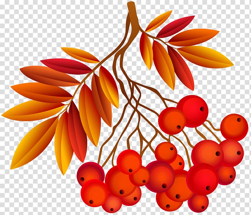 round red fruit with orange leaves , Autumn Southern Hemisphere Northern Hemisphere Season September Equinox, Autumn Leaf Deco Plant transparent background PNG clipart