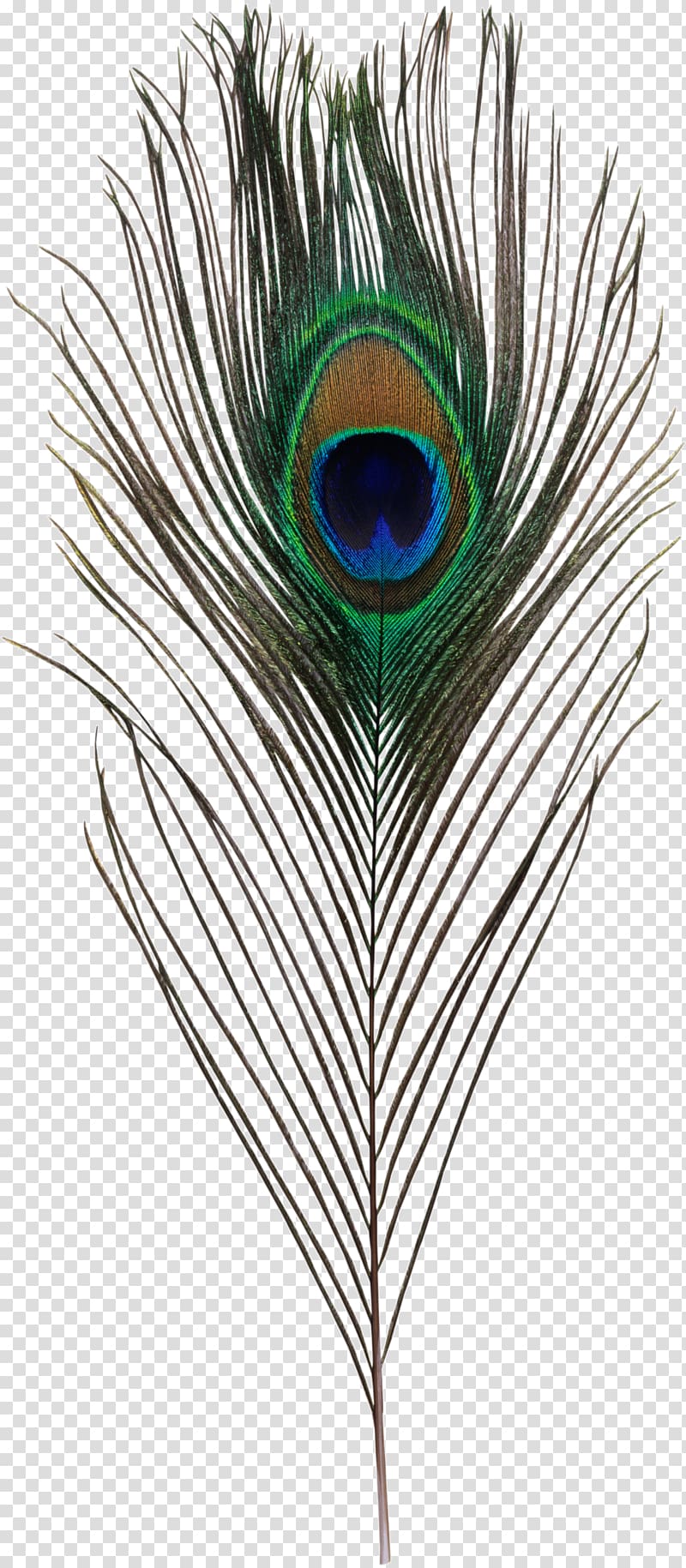 peacock feather transparent background PNG clipart