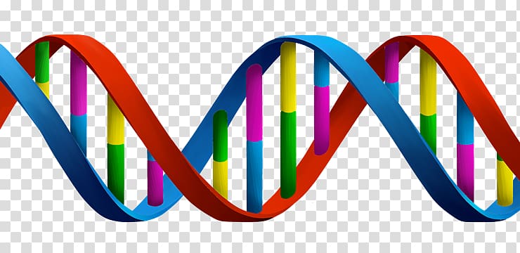 DNA Cell Gene , IU transparent background PNG clipart
