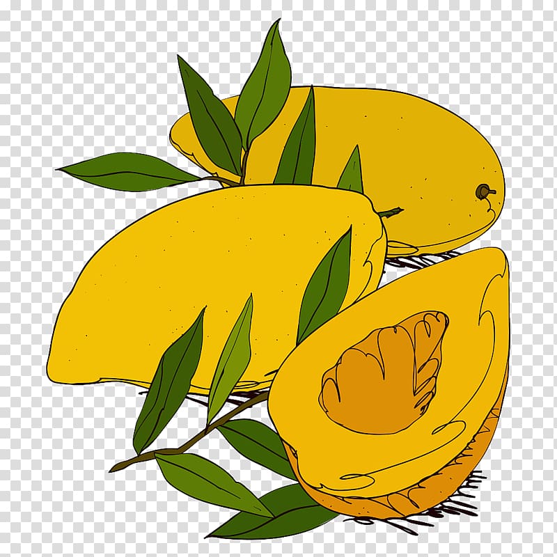 Mango Drawing Illustration, Hand painted mango transparent background PNG clipart