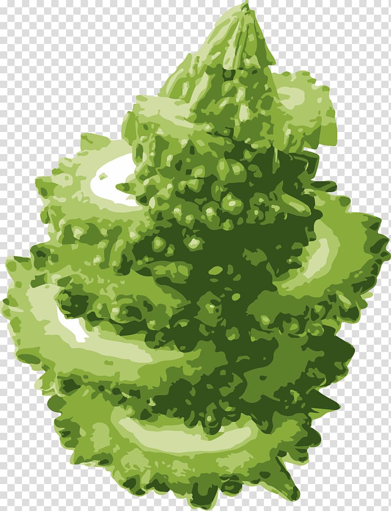 Lettuce Bitter melon Vegetable Hami melon, Hand painted bitter melon slice transparent background PNG clipart