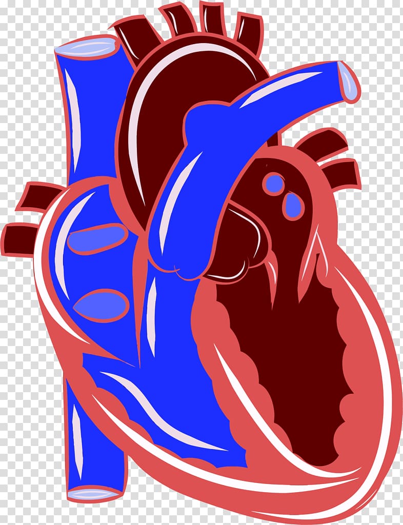 Heart Cardiovascular disease Circulatory system Health , ilustration transparent background PNG clipart