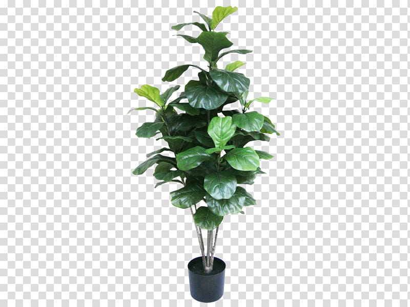 Houseplant Monstera Ornamental plant Flowerpot, fiddle leaf transparent background PNG clipart