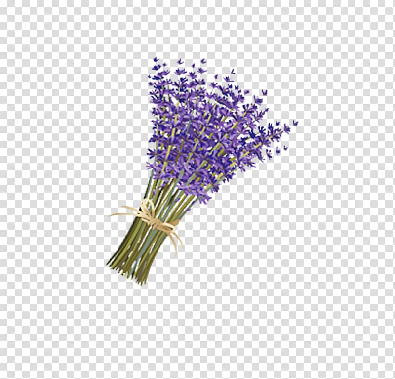 Lavender Drawing Violet, A bouquet of purple lavender floating pattern transparent background PNG clipart