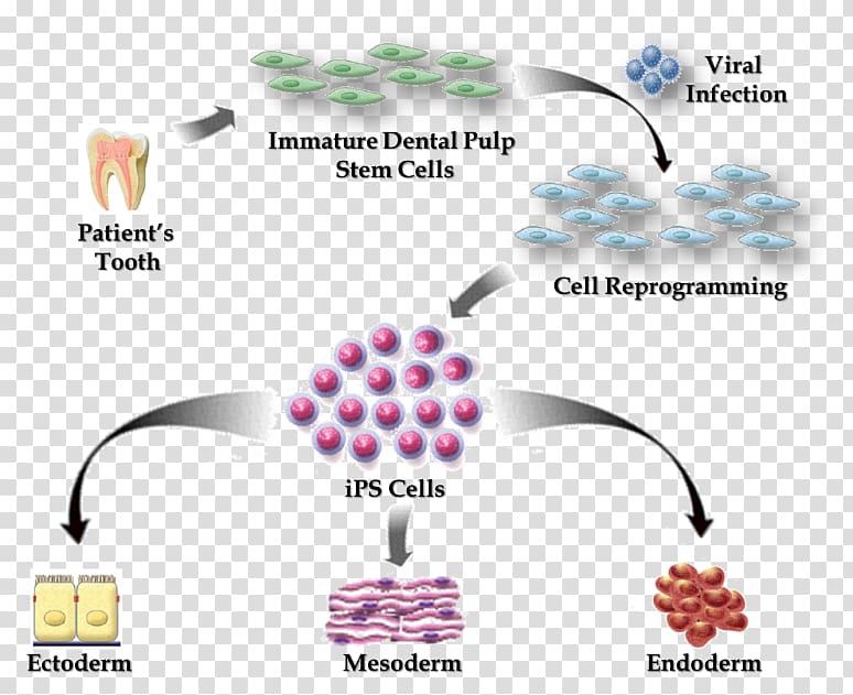 Induced pluripotent stem cell Adult stem cell Pluripotency, stem cells transparent background PNG clipart