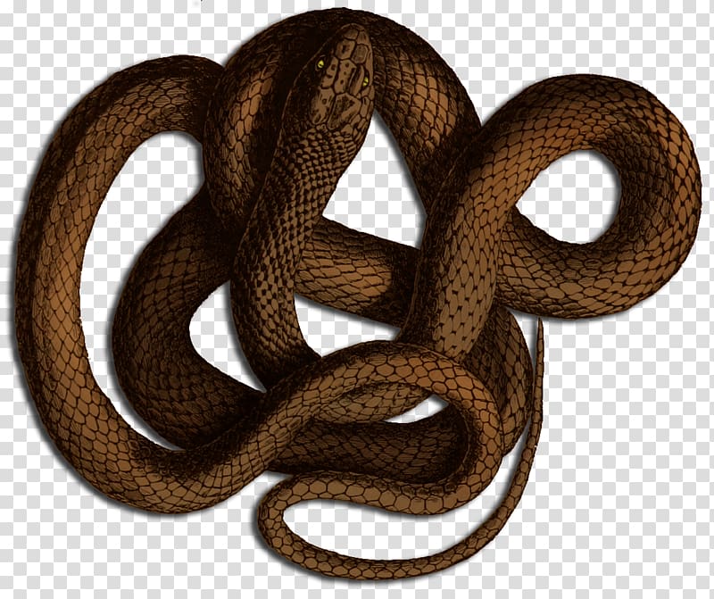 Boa constrictor Kingsnakes Dungeons & Dragons Roll20, snake transparent background PNG clipart