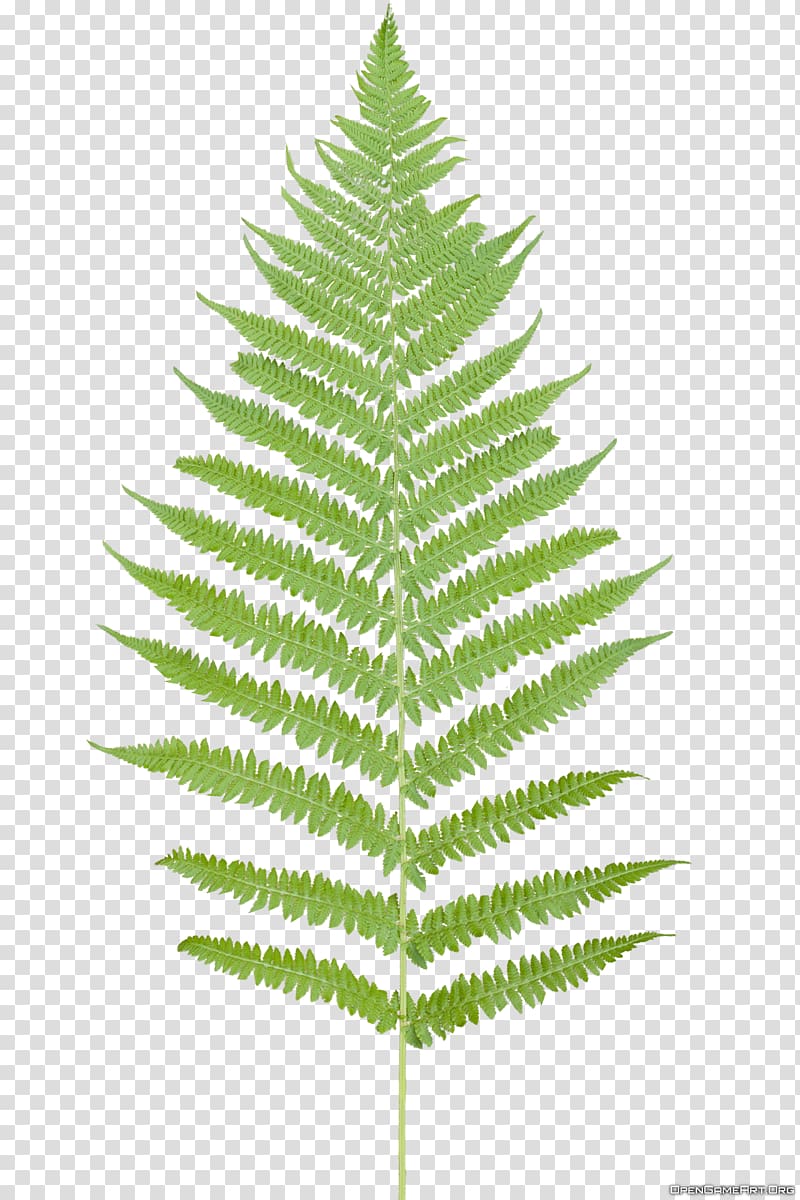 green leafed plant clipar, Leaf Fern Flower Plant, Tropical Ferns transparent background PNG clipart