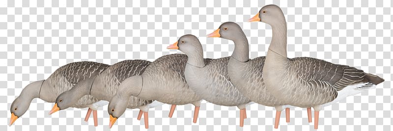 Greylag goose Duck Mallard Decoy, goose transparent background PNG clipart