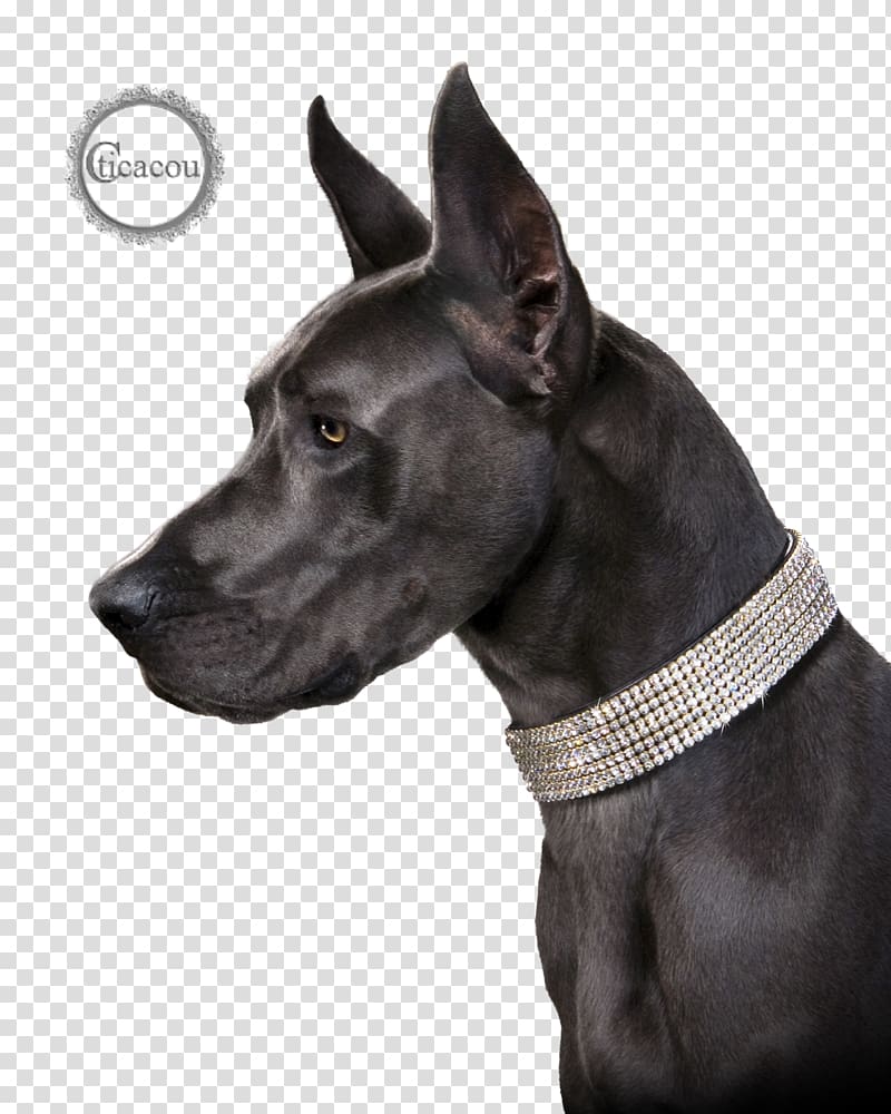 Cat Great Dane Dog breed Puppy Dog collar, Cat transparent background PNG clipart