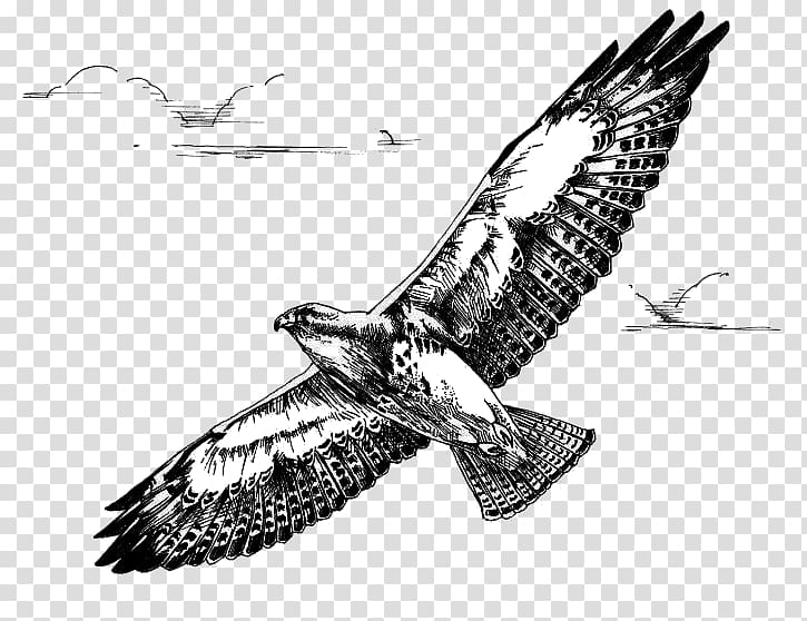 Red Tailed Hawk Stock Illustration - Download Image Now - Red-tailed Hawk,  Photography, Profile View - iStock