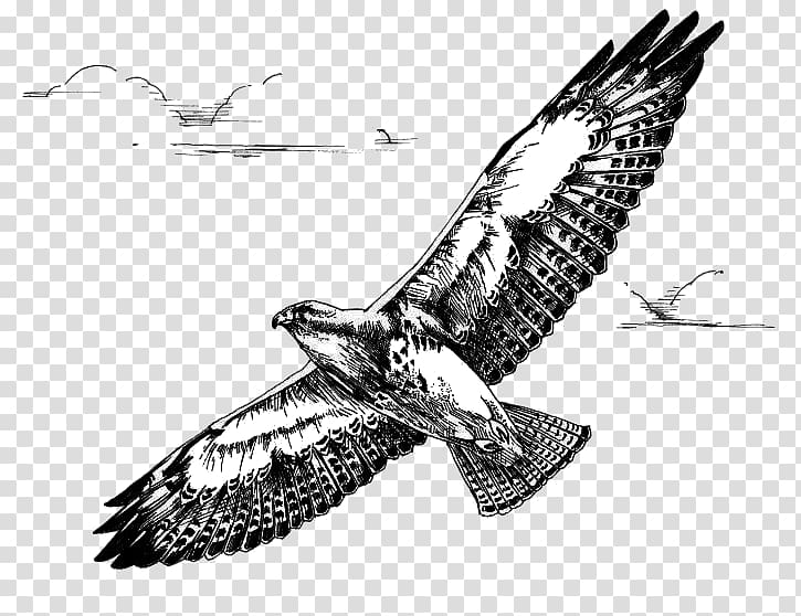 Bird of prey Swainson's hawk Red-tailed hawk, Bird transparent background PNG clipart