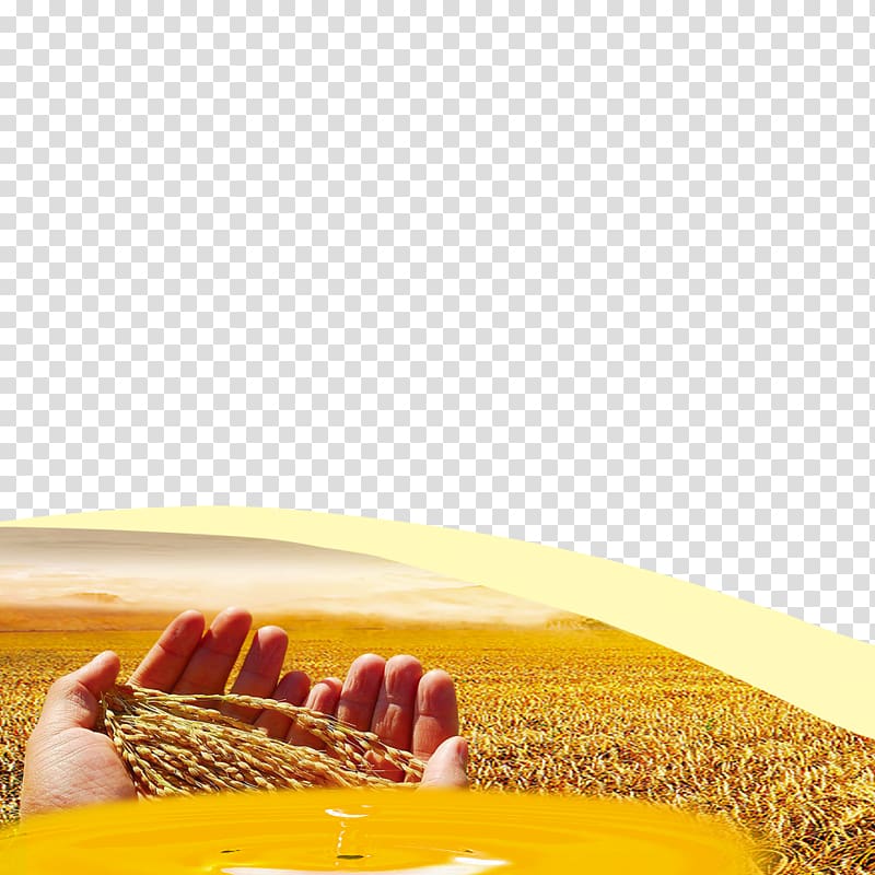 Wheat Grauds , Gold wheat transparent background PNG clipart