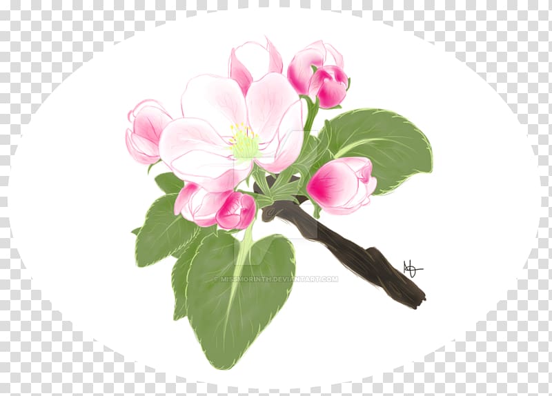 Bud Herbaceous plant, Apple Blossom transparent background PNG clipart