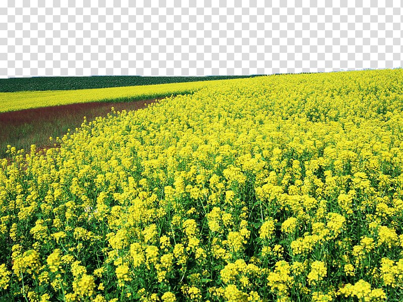 Yingde Rapeseed u6cb9u83dc Yangtze River basin , Canola flower field transparent background PNG clipart