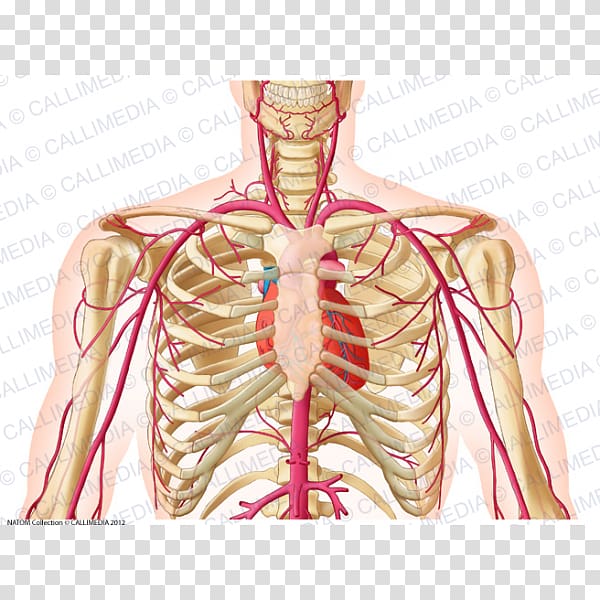 Vein Artery Human anatomy Thorax, heart transparent background PNG ...