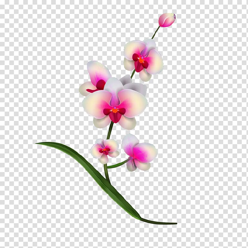 Orchids , realistic transparent background PNG clipart