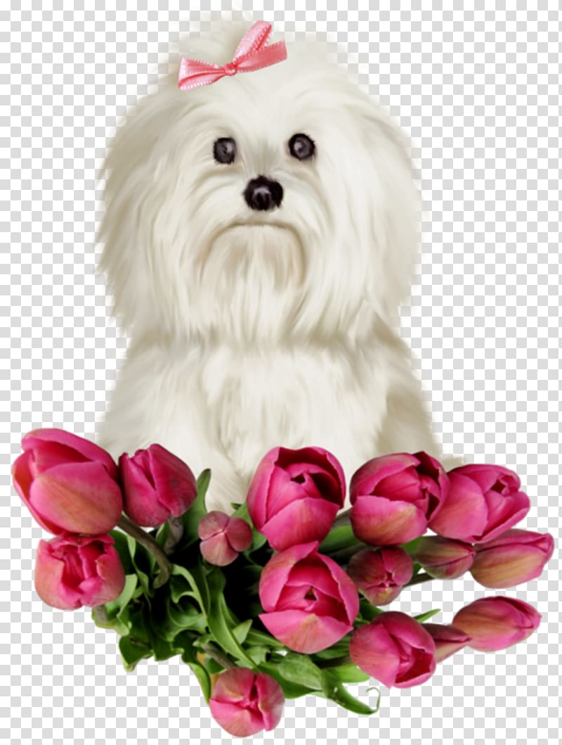 Maltese dog Havanese dog Puppy Bolognese dog Yorkshire Terrier, puppy transparent background PNG clipart