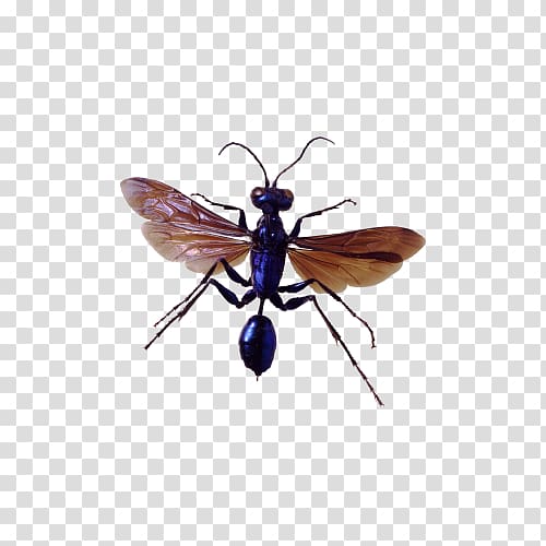 Insect Pest control, Mosquito transparent background PNG clipart