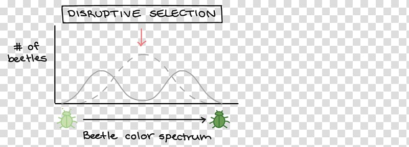 Directional selection Natural selection Diagram Stabilizing selection Normal distribution, natural selection transparent background PNG clipart