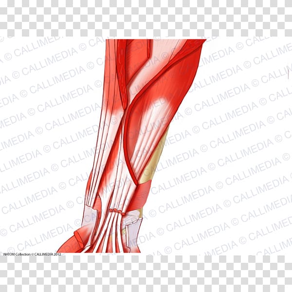 Thumb Muscle Anterior compartment of the forearm Upper limb, arm transparent background PNG clipart