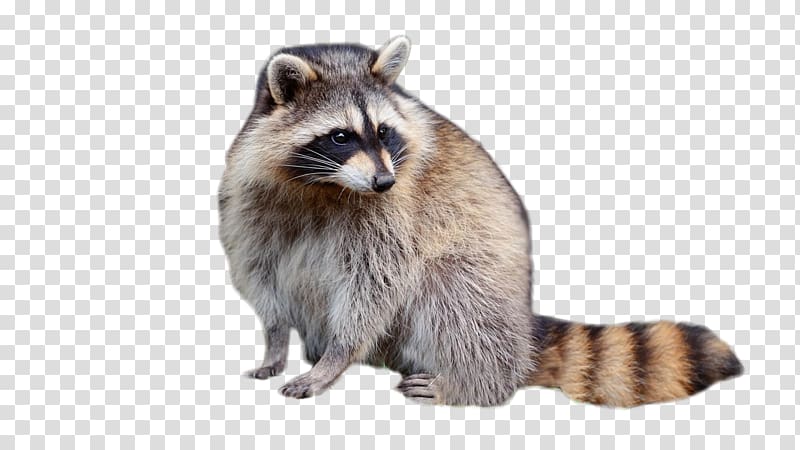 Raccoon Fur Viverridae, raccoon transparent background PNG clipart