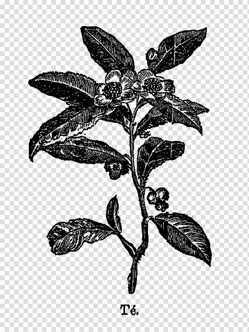 Tea plant Drawing , coffee vintage transparent background PNG clipart