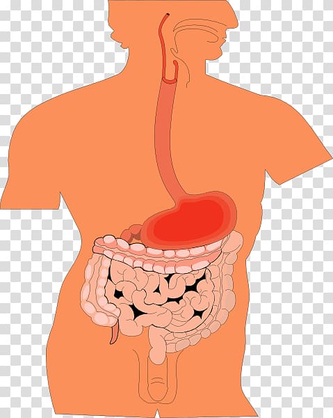 Gastrointestinal tract Digestion Stomach , others transparent background PNG clipart