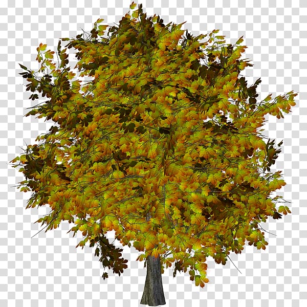 Ginkgo biloba Plane trees Deciduous 0, tree transparent background PNG clipart