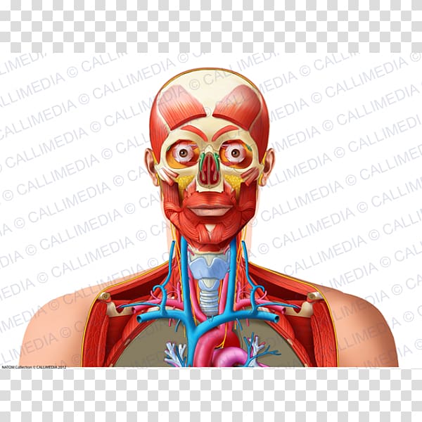 Homo sapiens Human Anatomy & Physiology Shoulder Neck Blood vessel, Head and neck transparent background PNG clipart