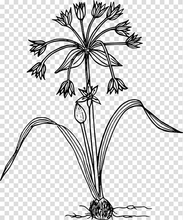 Drawing , Allium Hollandicum transparent background PNG clipart