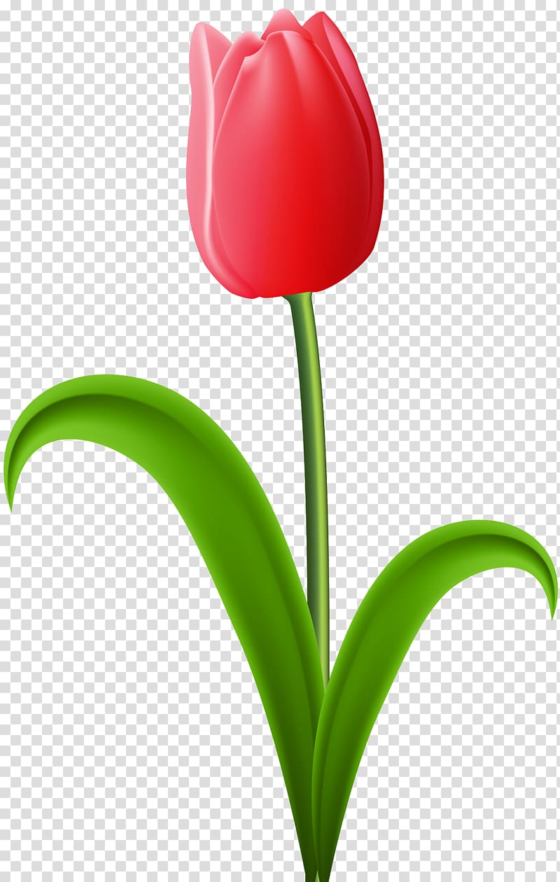 red tulip flower illustration, Liriodendron tulipifera Tulip Orange Tulip festival, Red Tulip transparent background PNG clipart