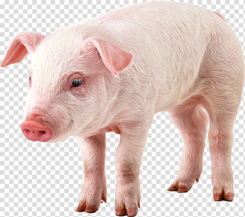 Domestic pig Display resolution , piglet transparent background PNG clipart