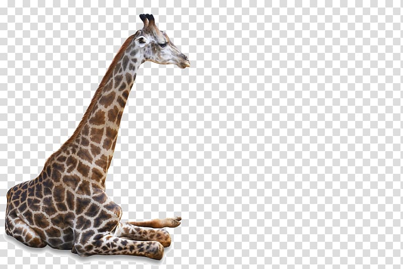 Northern giraffe Wildlife, giraffe transparent background PNG clipart