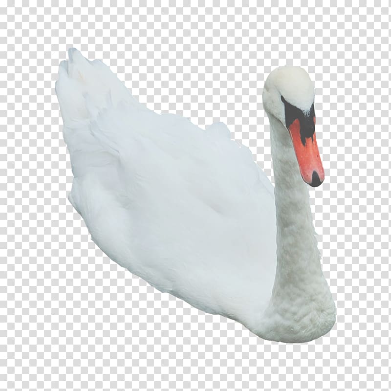 Swan Duck Beak Feather Neck, Swan Free transparent background PNG clipart