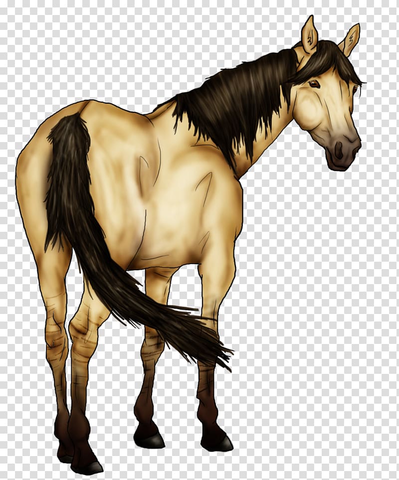 Mane Mustang Stallion Foal Colt, mustang transparent background PNG clipart