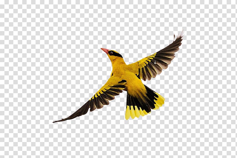 yellow and black bird flies, Bird Flight, Birds flying transparent background PNG clipart