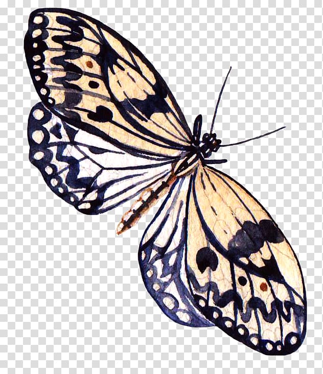 Butterfly painting Information, butterfly transparent background PNG clipart