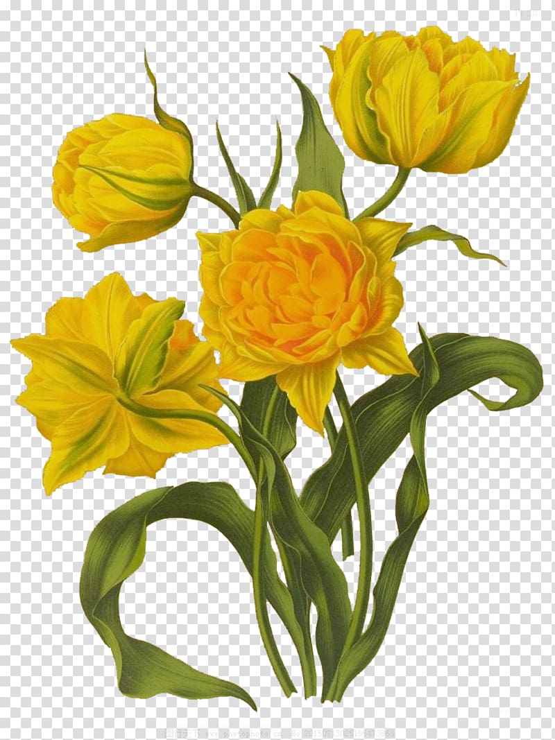 yellow flowers , Floral design Tulip Drawing Illustration, Like the sun tulip material transparent background PNG clipart